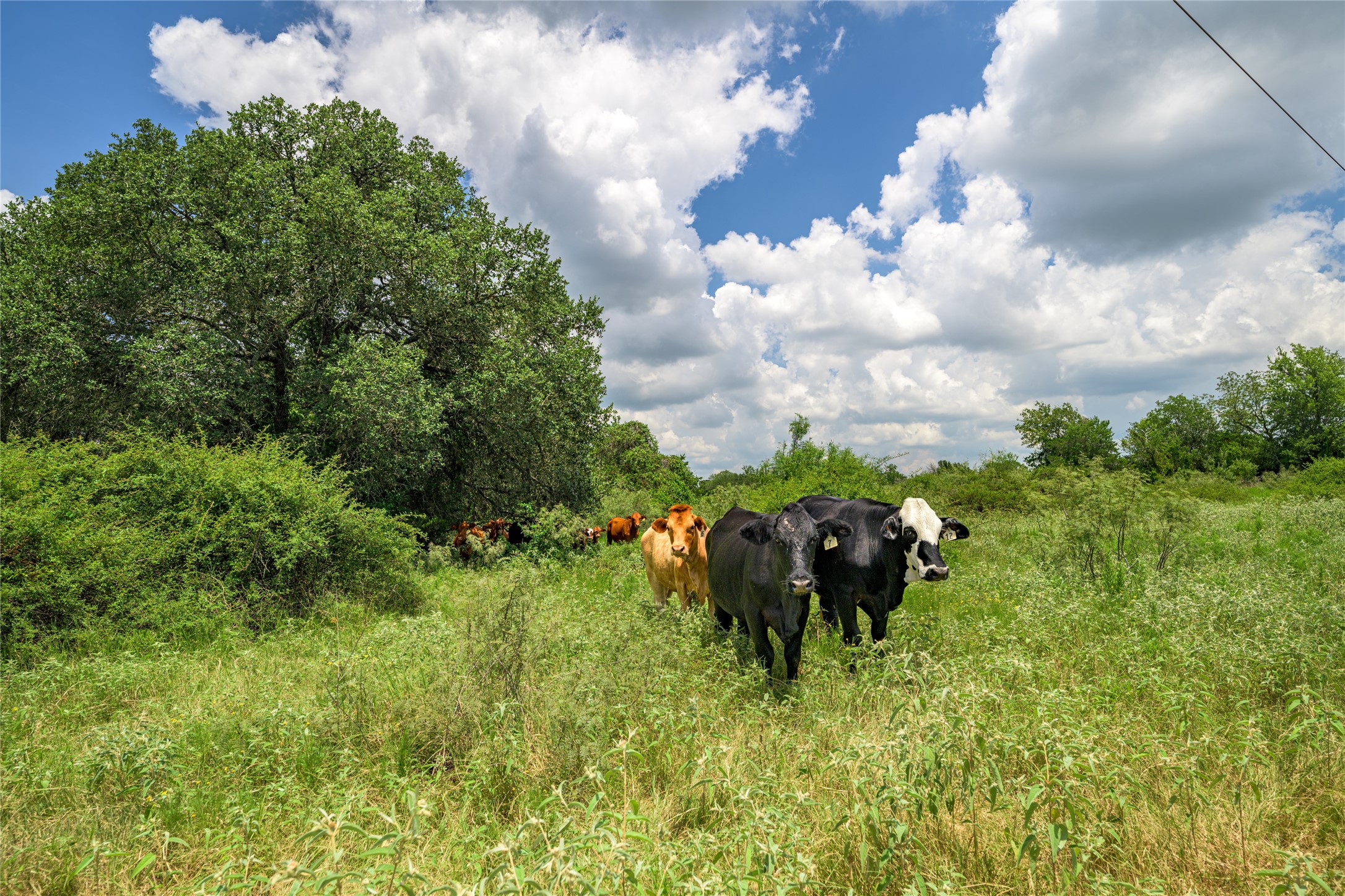 4900 Andreas Road Round Top, TX 78954 - Photo 20 of 20 a view of a garden with plants