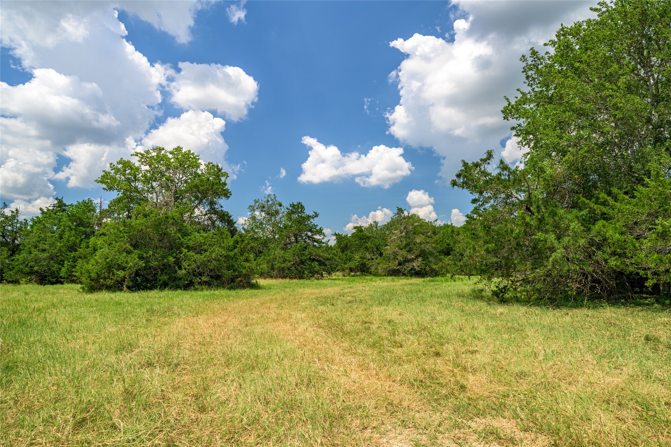 4900 Andreas Road Round Top, TX 78954 - Photo 3 of 20 a view of a green yard