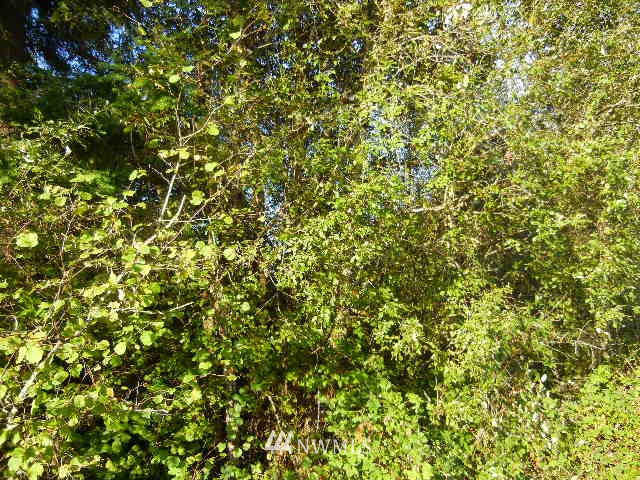 0 Northwest Lyons Road Woodland, WA 98674 - Photo 3 of 4 Gallery Image 3