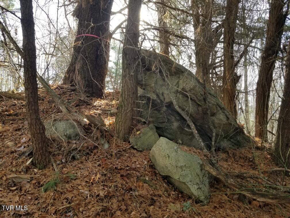 Tbd Bear Branch Road Roan Mountain, TN 37687 - Photo 10 of 15 Resized_20241117_094625