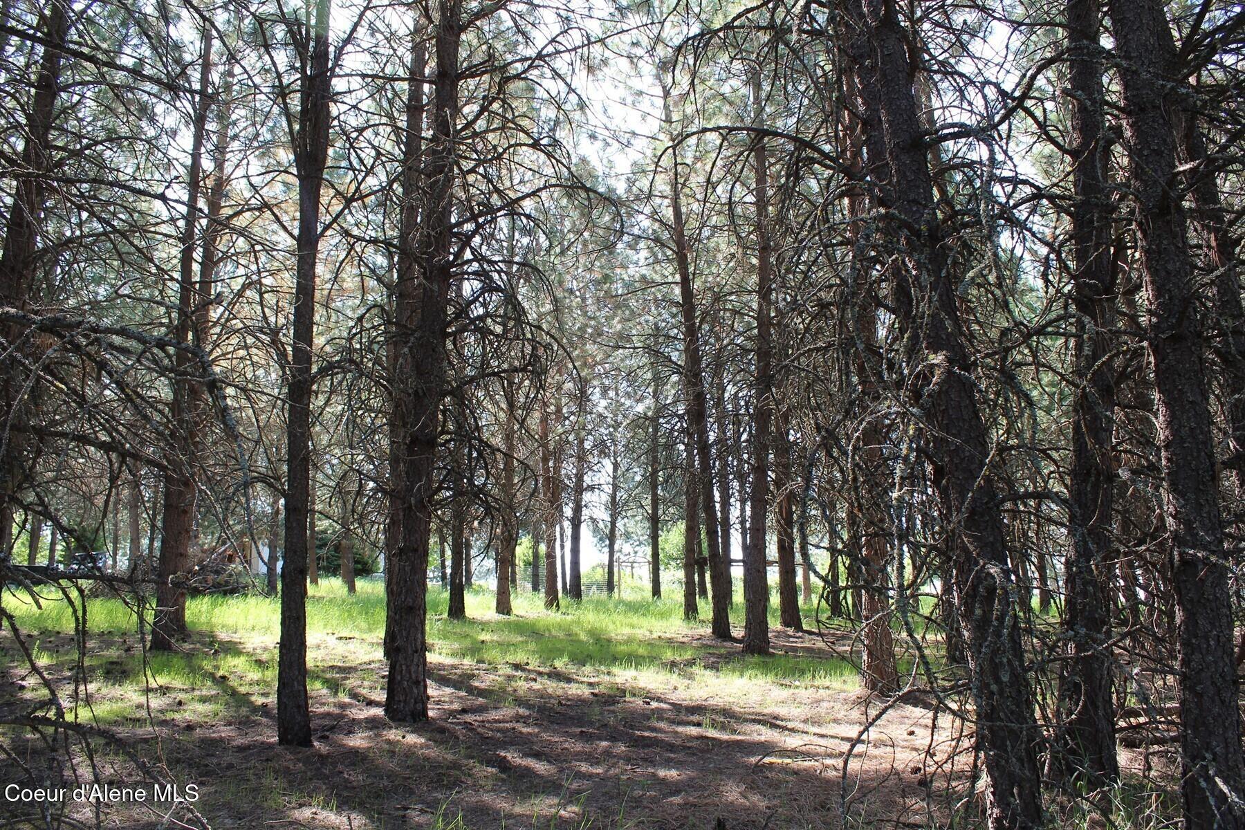 10 A Honor Road Harrison, ID 83833 - Photo 17 of 22 In the trees