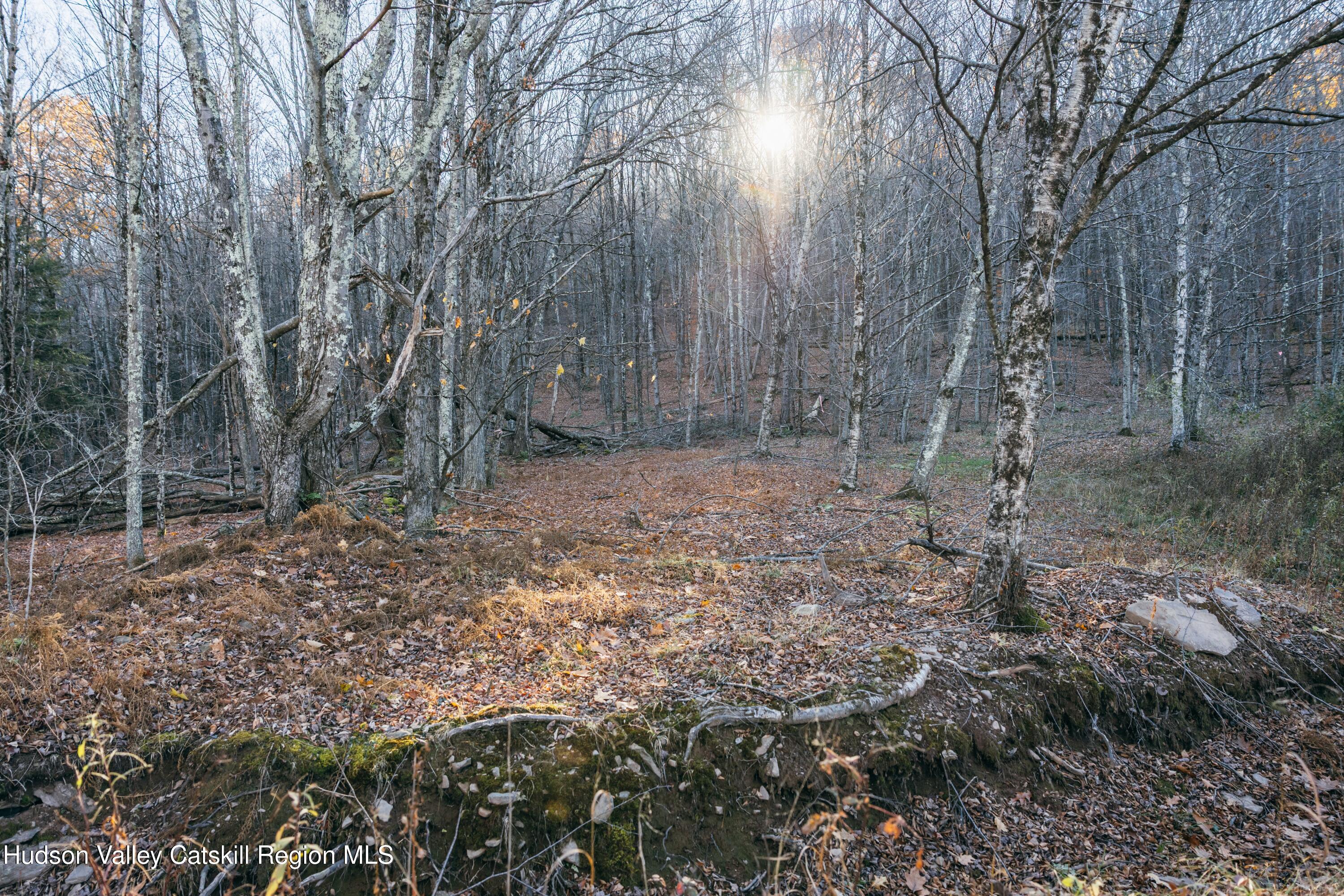 1361 Weaver Hollow Road Andes, NY 12455 - Photo 12 of 23 a view of a forest with trees