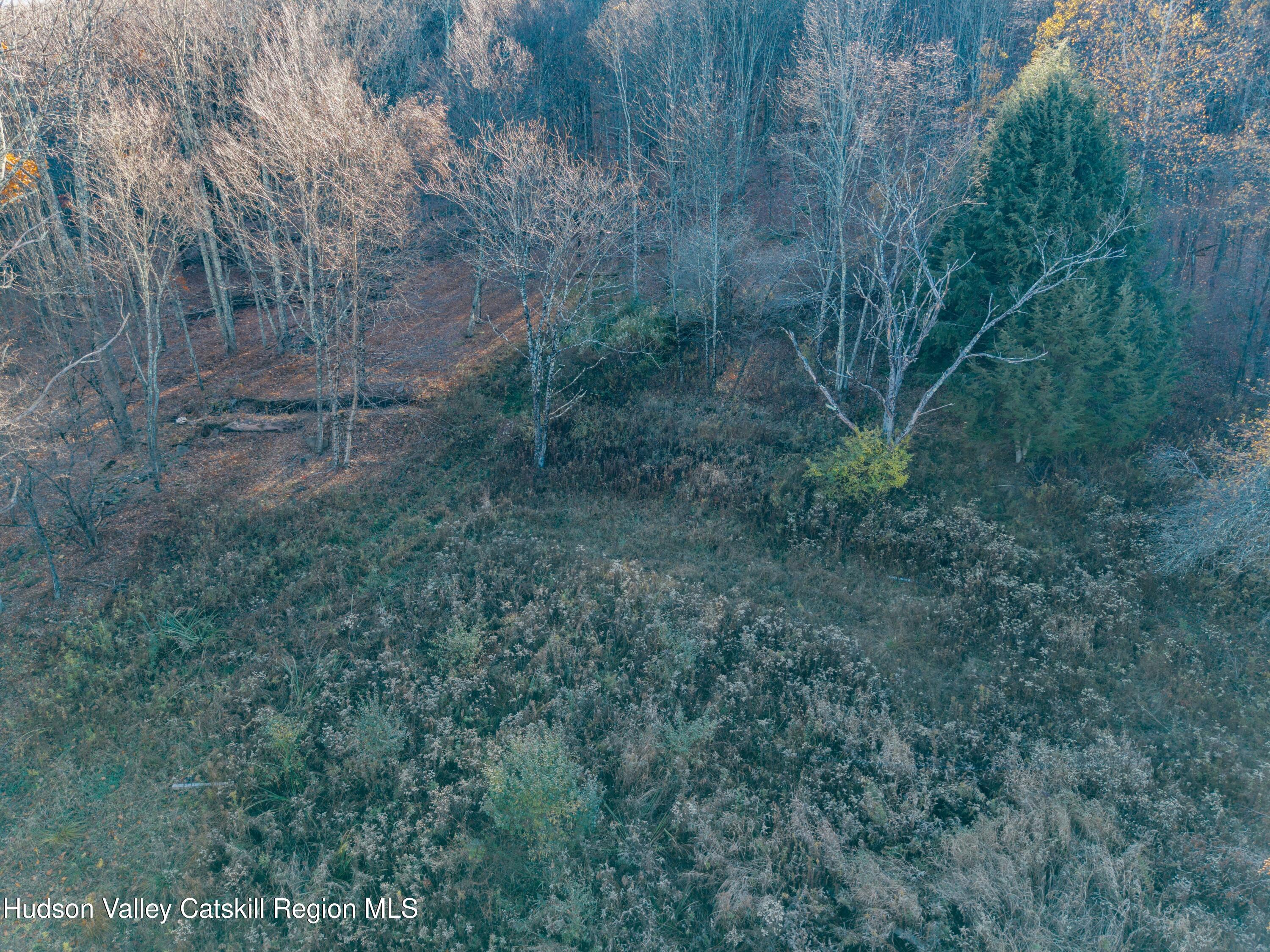 1361 Weaver Hollow Road Andes, NY 12455 - Photo 6 of 23 a view of a forest with a street