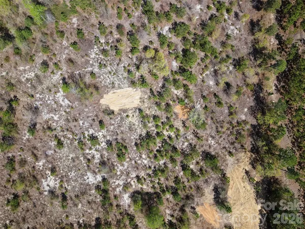 a view of a forest with a tree