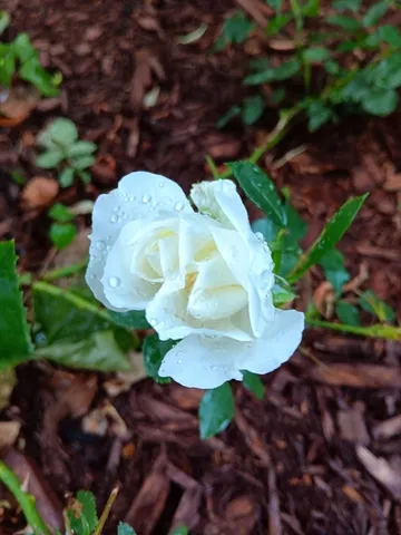 a view of a wooden floor with a swimming pool