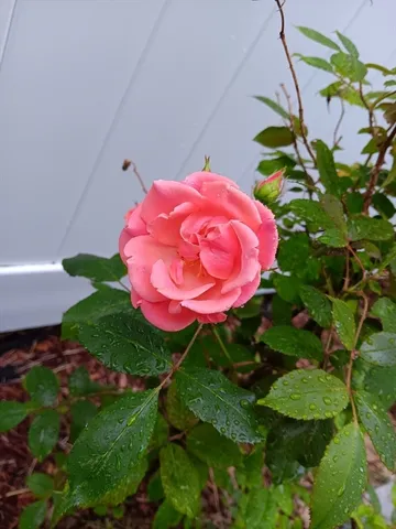 front view of a house with a garden