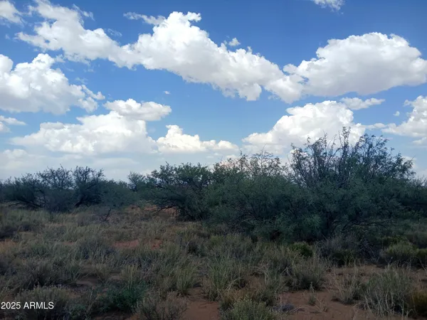 a view of a lot of trees in back