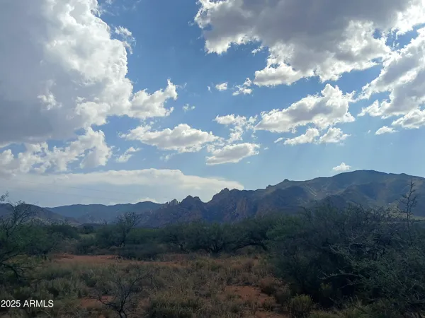 a view of a bunch of trees in a yard