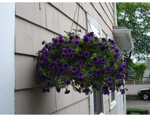 36 St Agatha Road Milton, MA 02186 - Photo 18 of 18 Gallery Image 18