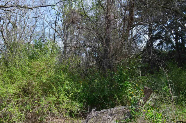 a view of a forest with lots of trees