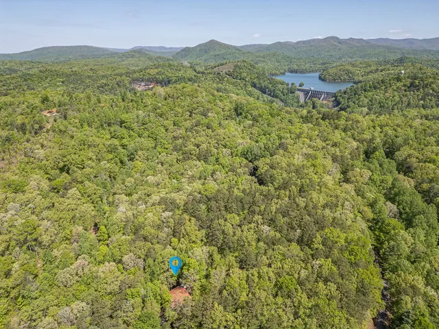 a view of a forest filled with trees