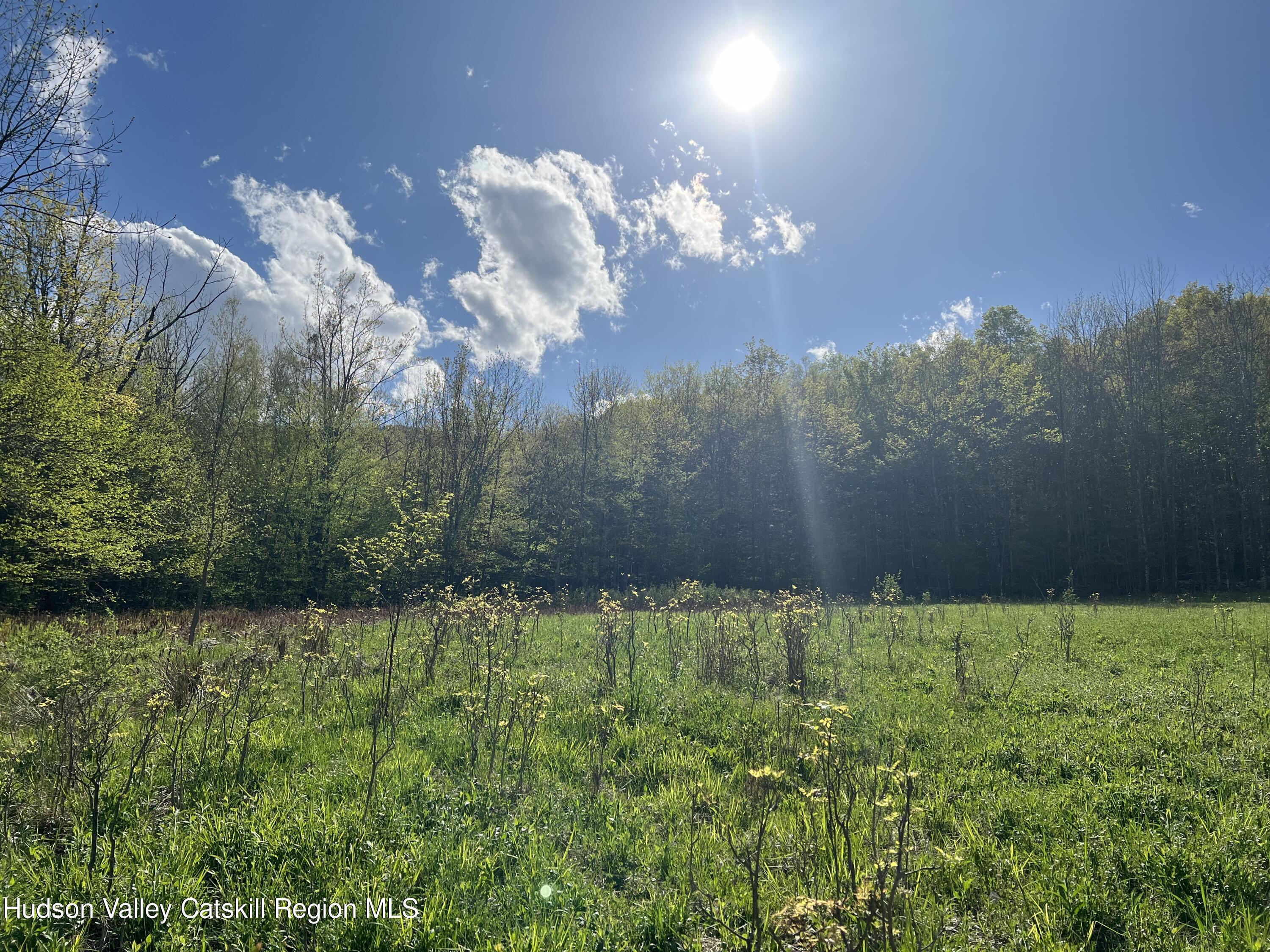 164 Ray Cottone Road Roxbury, NY 12474 - Photo 11 of 37 a view of a green yard