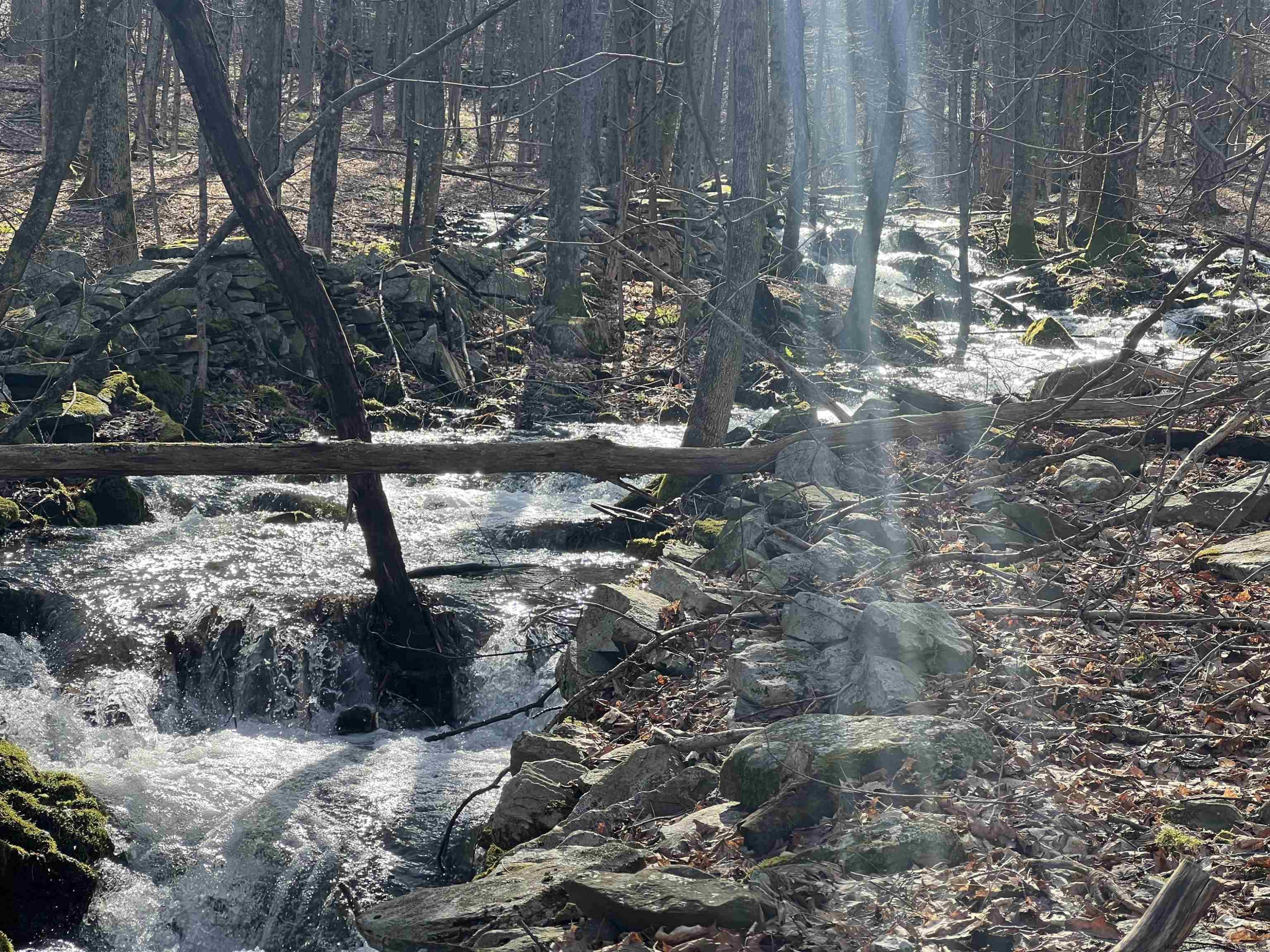 164 Ray Cottone Road Roxbury, NY 12474 - Photo 27 of 37 a view of a tree with a yard