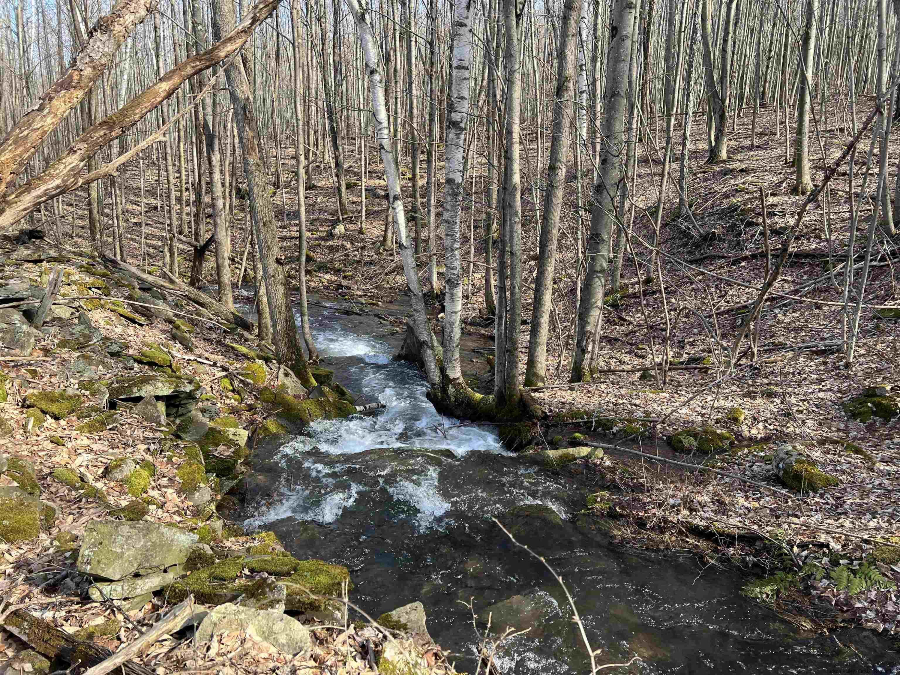 164 Ray Cottone Road Roxbury, NY 12474 - Photo 28 of 37 a view of a pathway with a yard