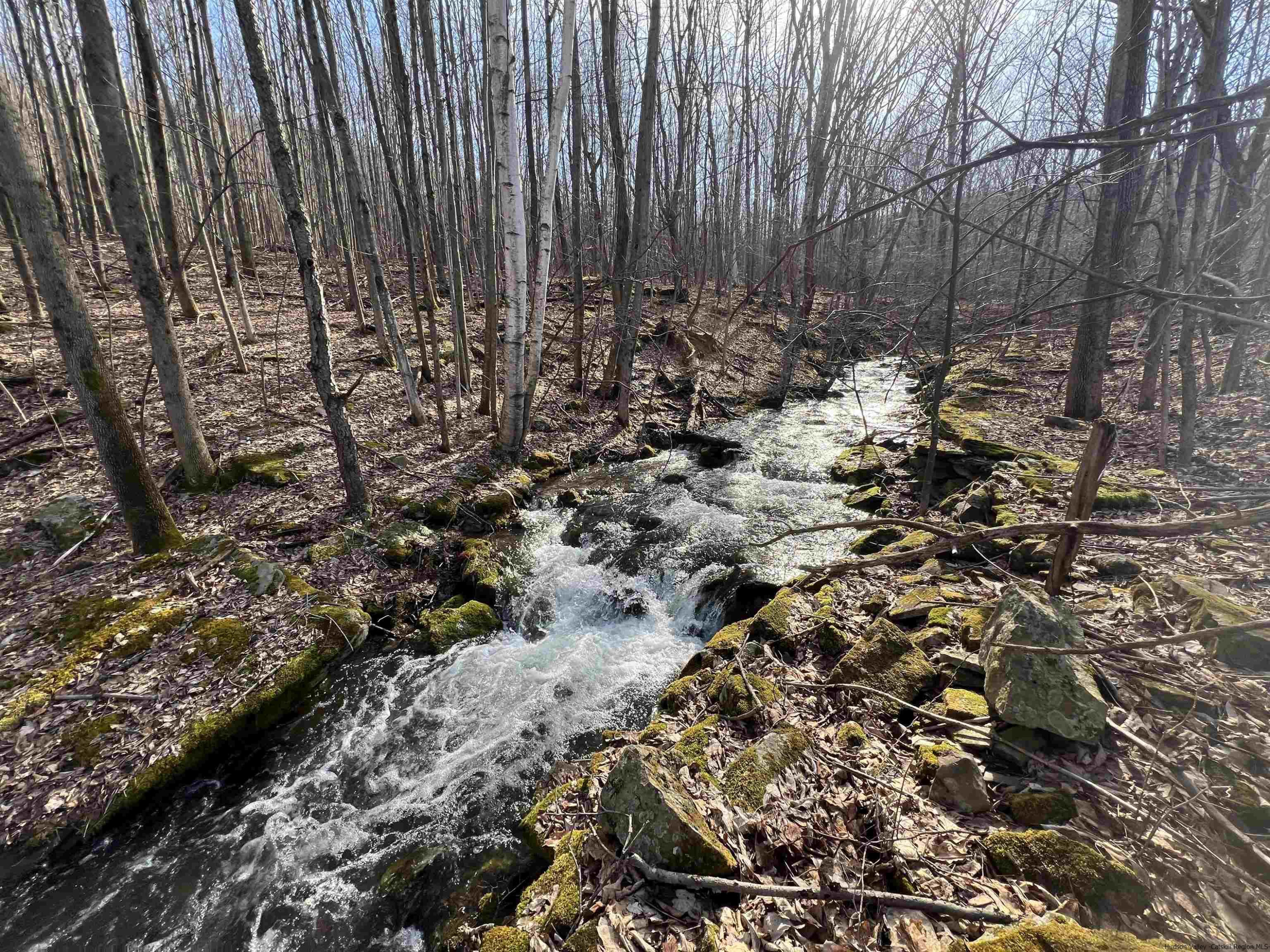 164 Ray Cottone Road Roxbury, NY 12474 - Photo 30 of 37 a view of a bunch of trees