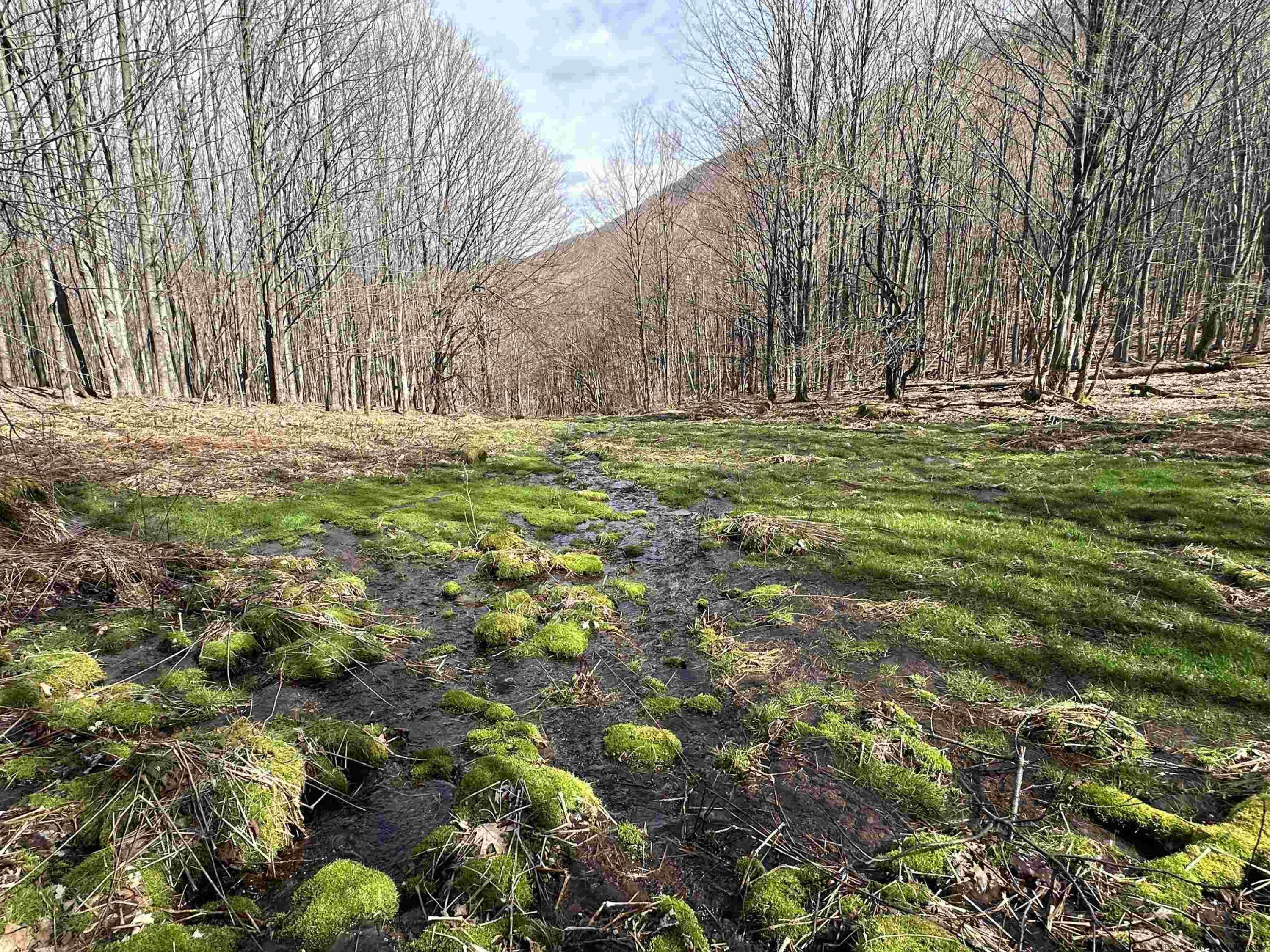 164 Ray Cottone Road Roxbury, NY 12474 - Photo 31 of 37 a view of outdoor space with trees