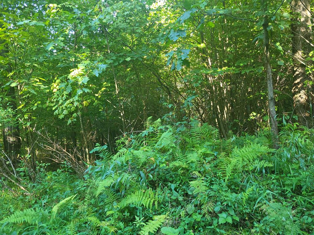 0 Porter Mill Road Knox, PA 16232 - Photo 5 of 5