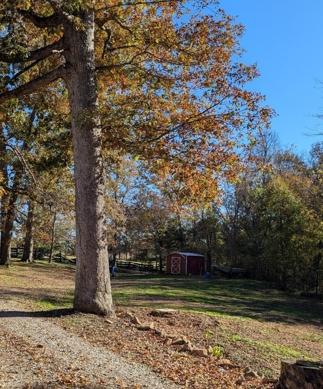 11774 Hopkinsville Road Princeton, KY 42445 - Photo 22 of 25 a view of a yard with large trees