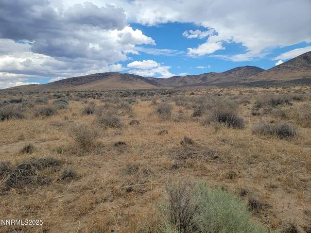 a view of a dry yard with lots of trees
