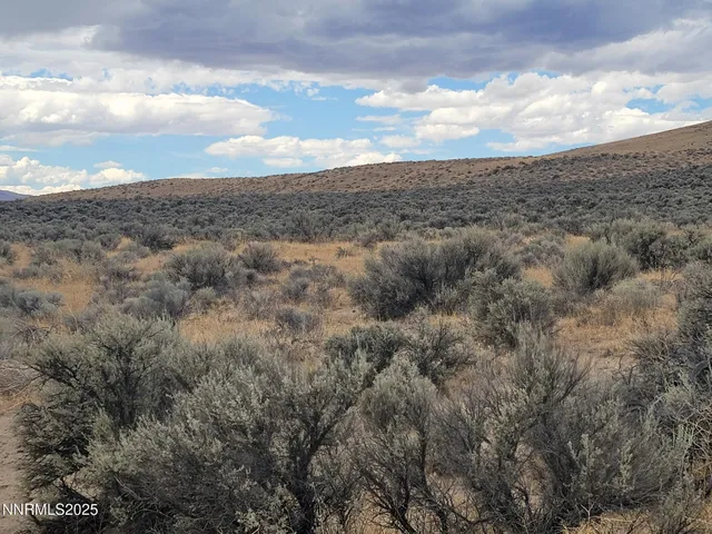 a view of a dry yard