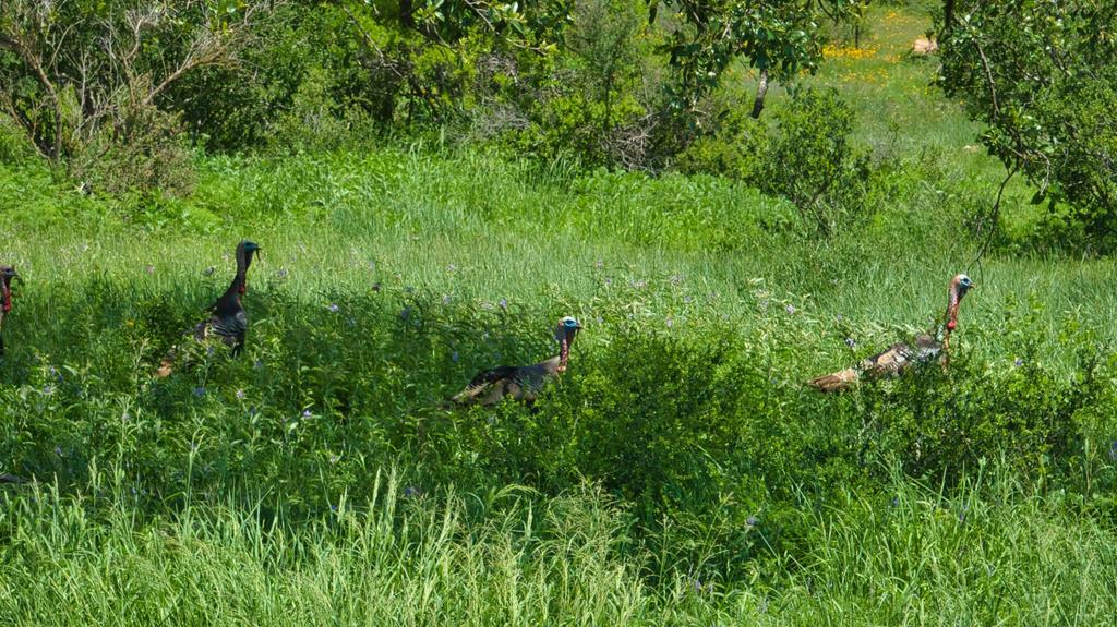 19316 Ranch To Market Road 1871 Mason, TX 76856 - Photo 17 of 62