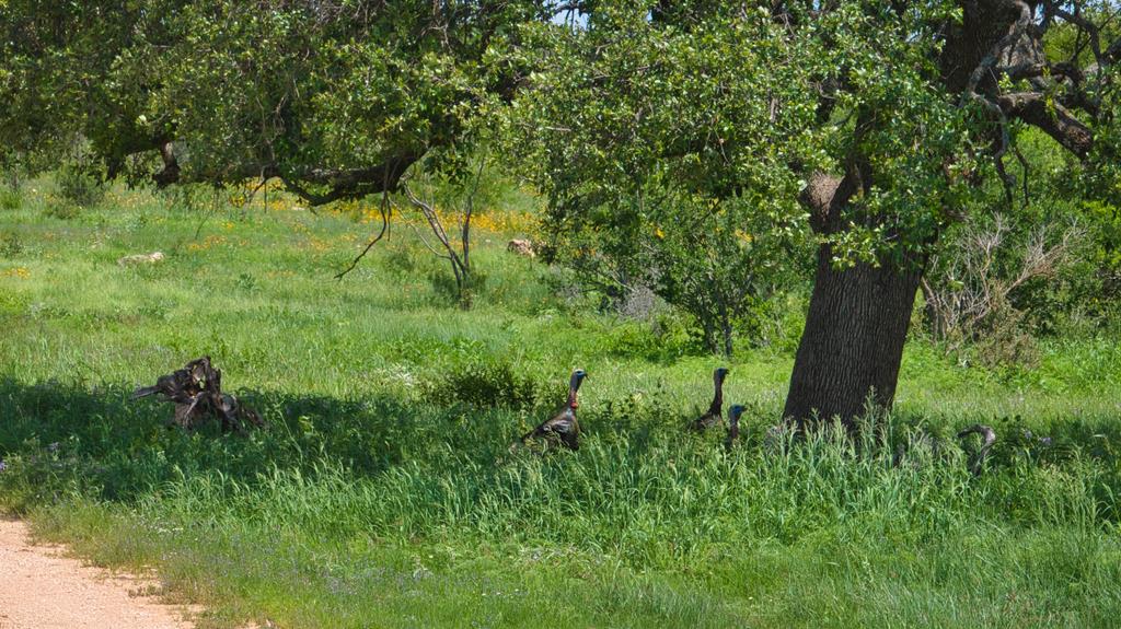 19316 Ranch To Market Road 1871 Mason, TX 76856 - Photo 32 of 62