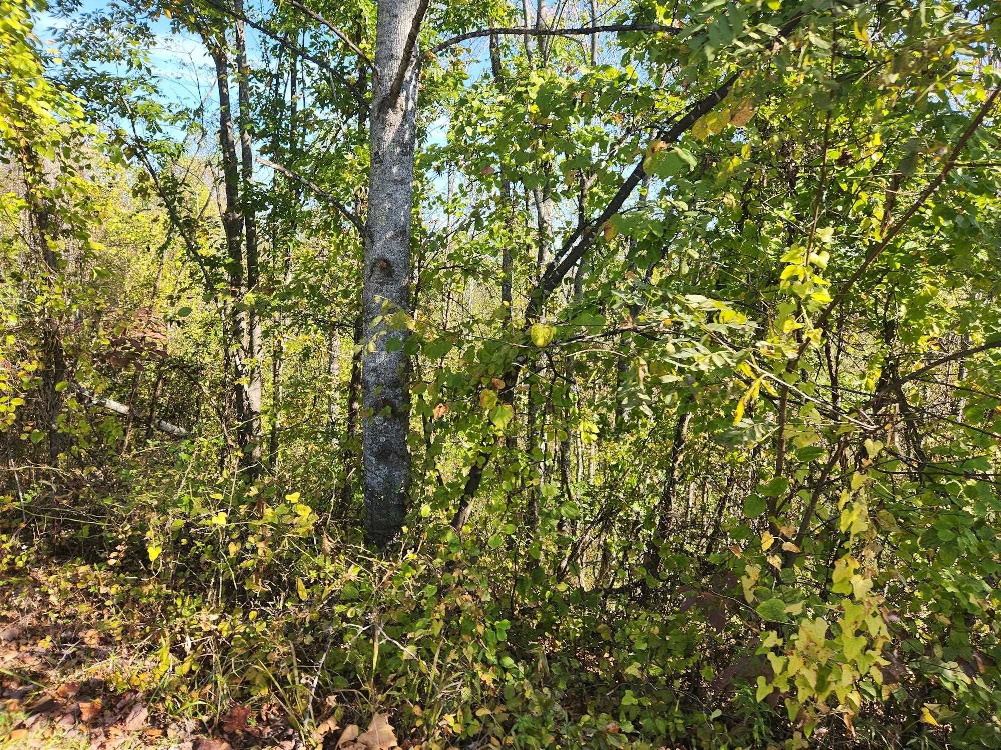 0 Kiser Fork Road Grayson, KY 41143 - Photo 12 of 48 Gallery Image 12