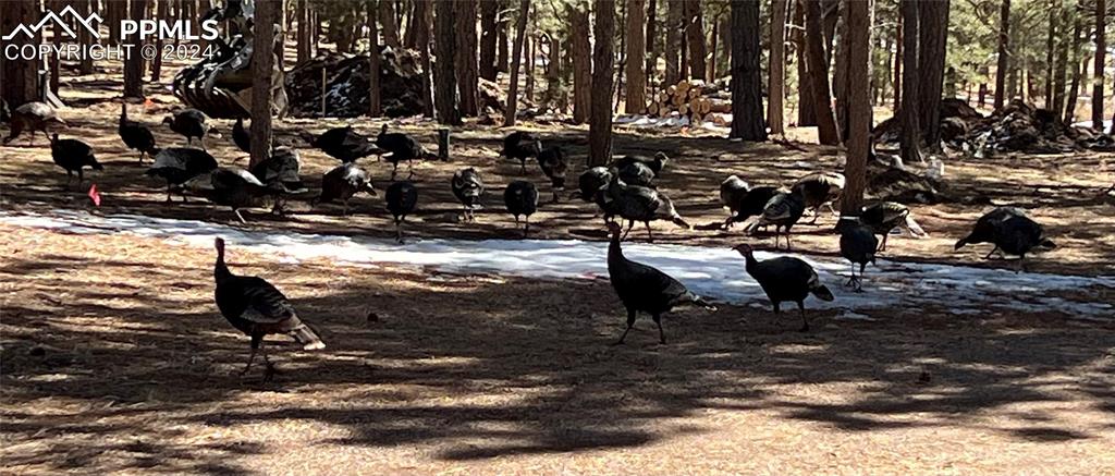 17305 Goshawk Road Colorado Springs, CO 80908 - Photo 50 of 50 a view of a lake