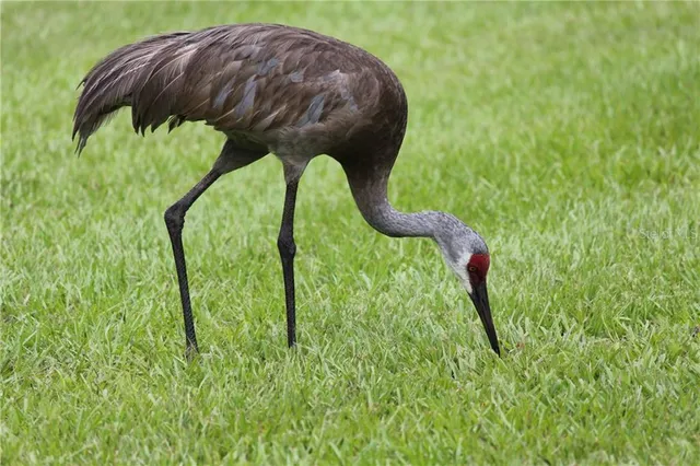 $4,500 | 236 Holly Road, Venice, FL 34293