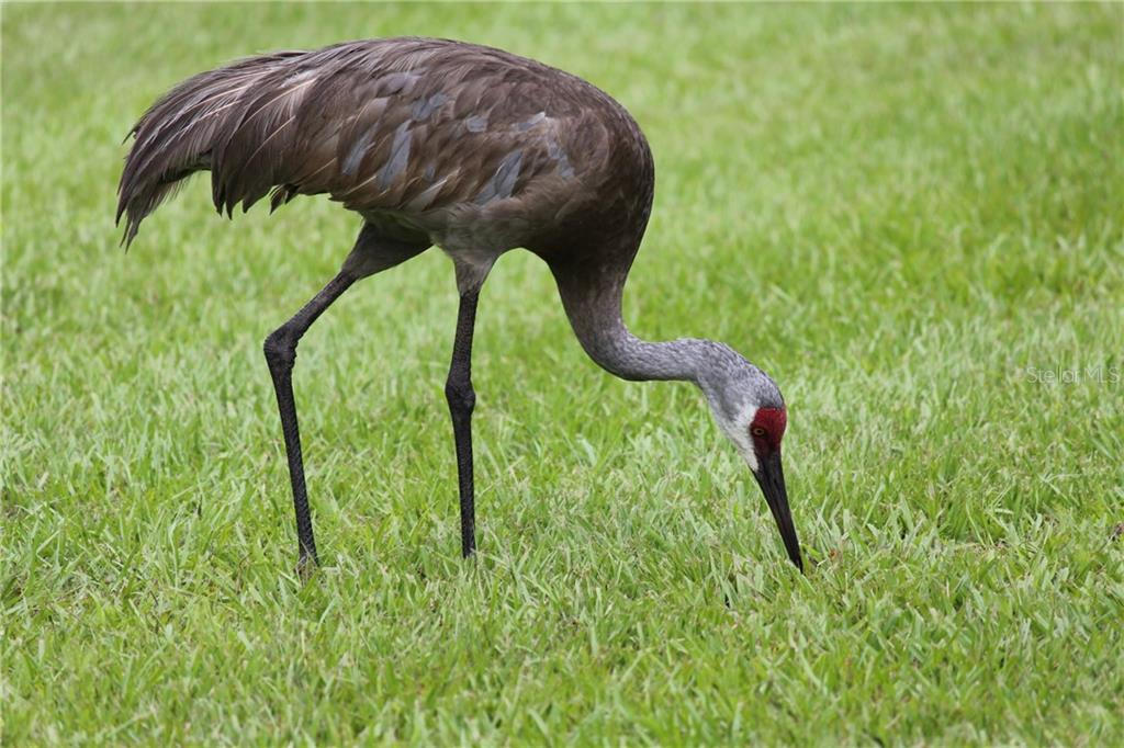 236 Holly Road Venice, FL 34293 - Photo 88 of 88