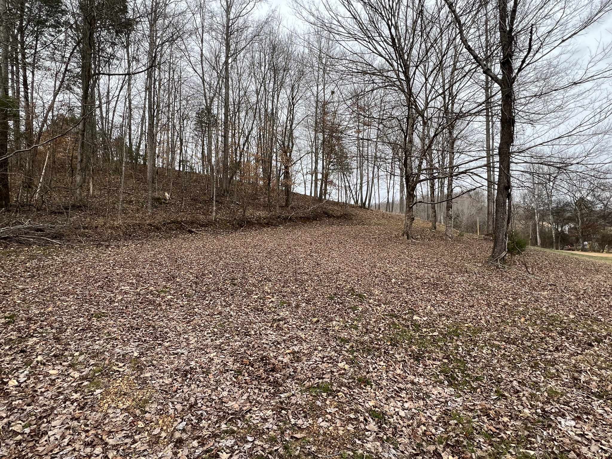 0 Wayland Springs Road Iron City, TN 38463 - Photo 11 of 12 a backyard of a house with lots of green space