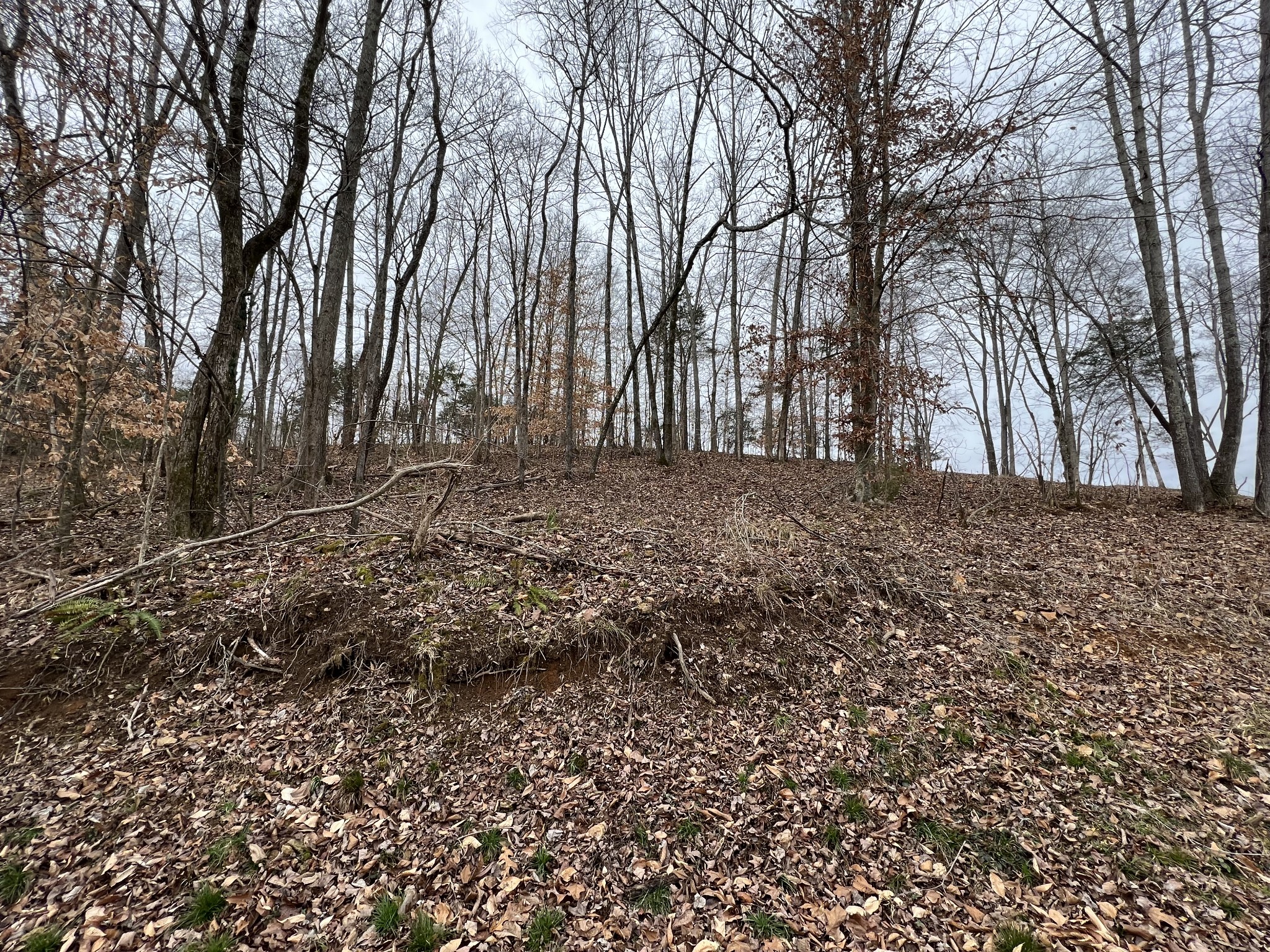 0 Wayland Springs Road Iron City, TN 38463 - Photo 8 of 12 a view of a yard with trees