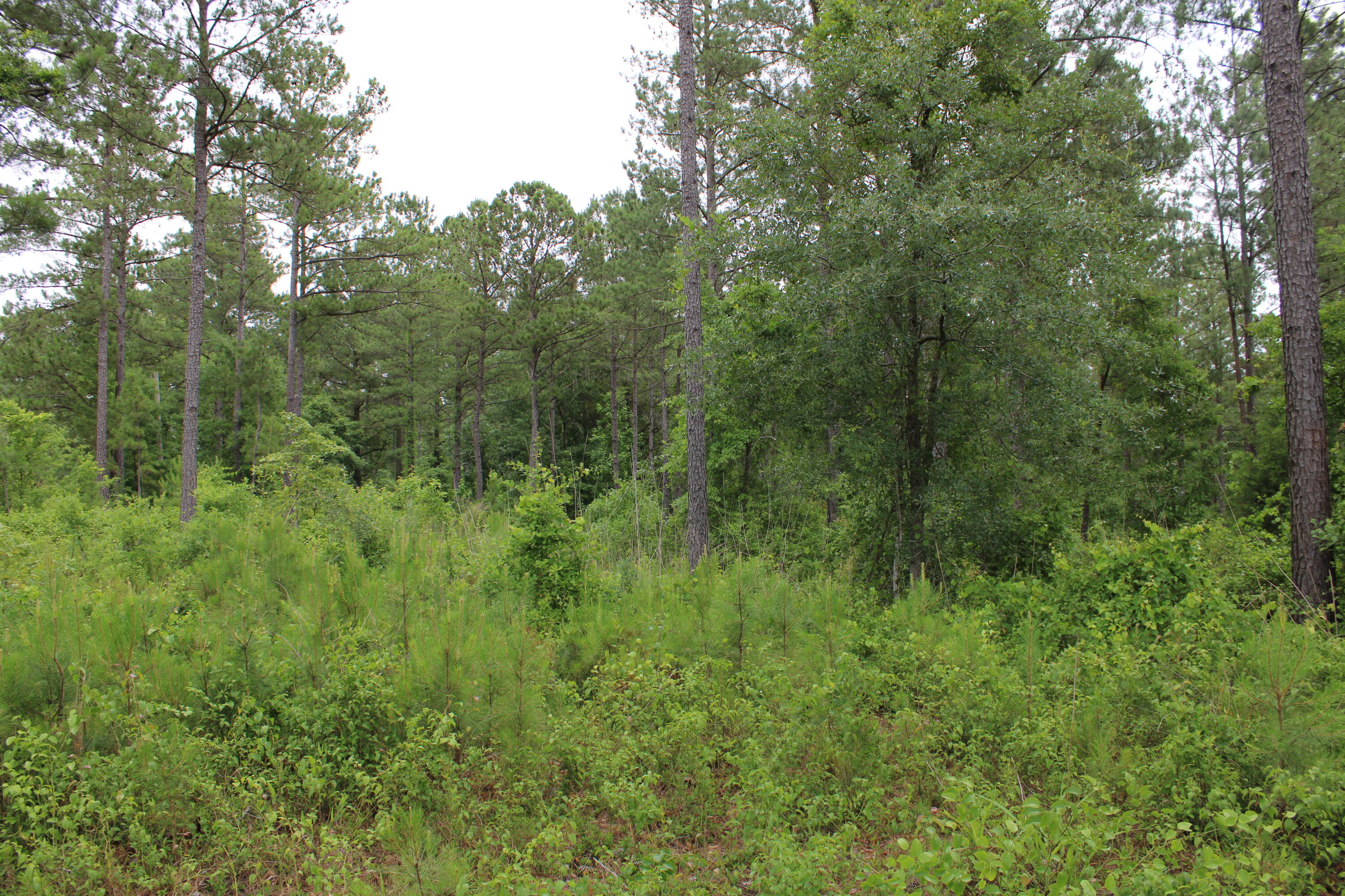 1 New Holland Road Aiken, SC 29805 - Photo 3 of 6