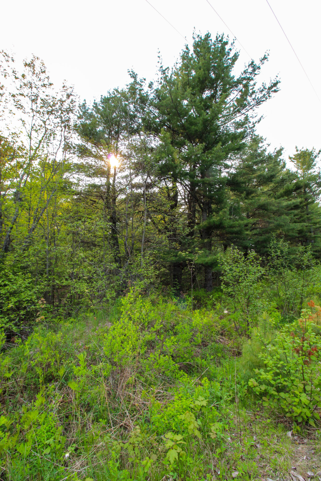 5-8 Boggy Brook Road Ellsworth, ME 04605 - Photo 17 of 28 Mature Timber