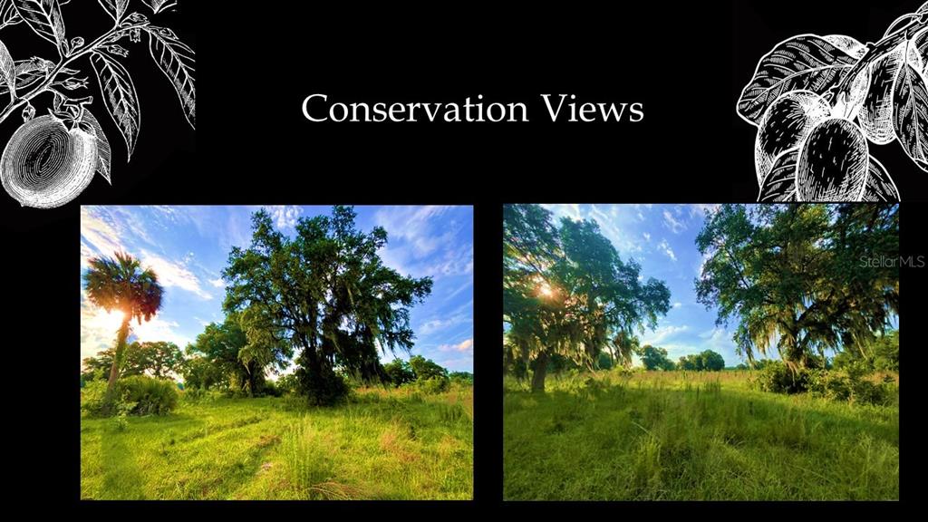 5443 Southwest 125th Circle Archer, FL 32618 - Photo 4 of 19 a view of a yard