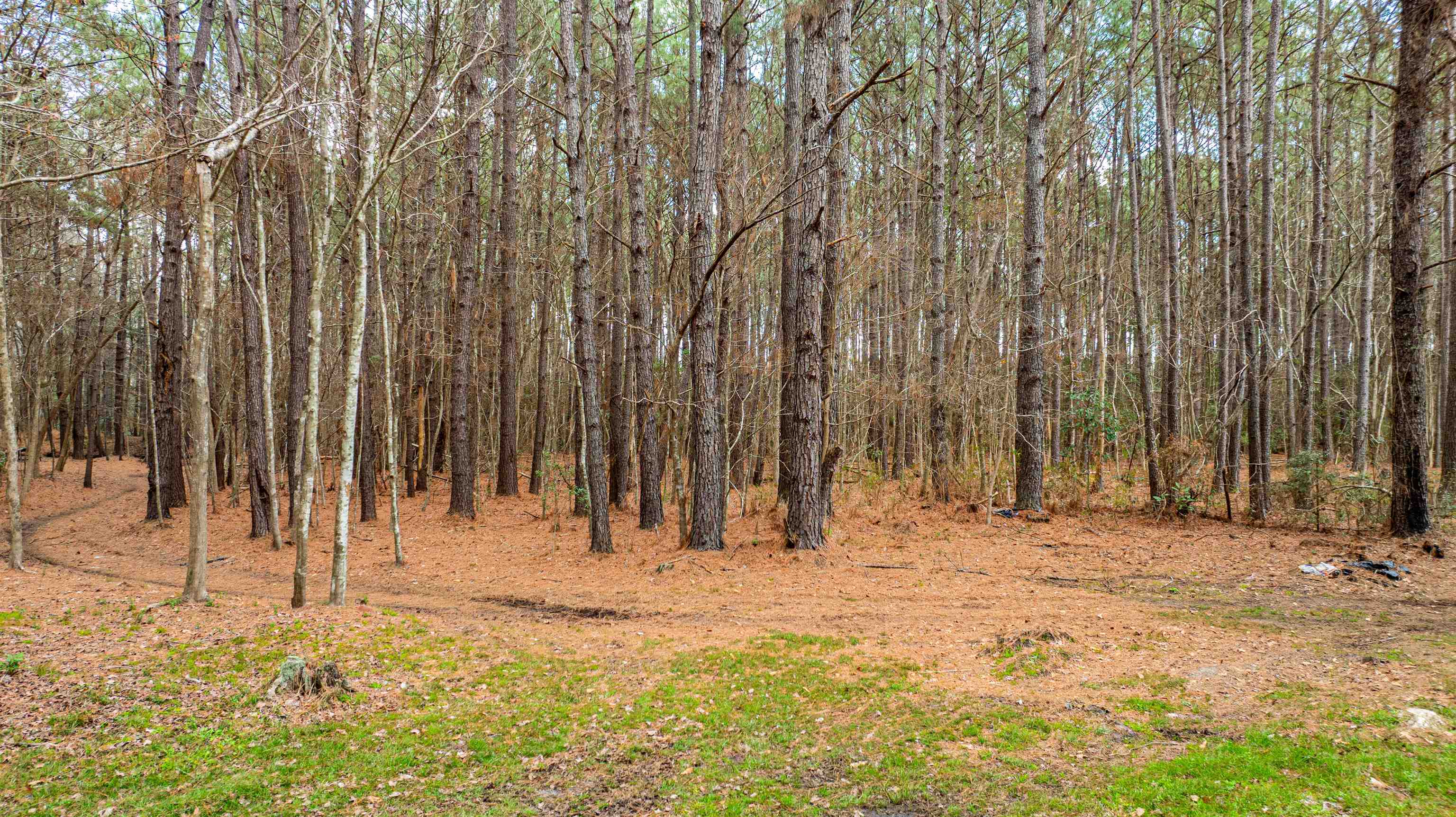 316 County Rd S-22-45 Hemingway, SC 29554 - Photo 31 of 39