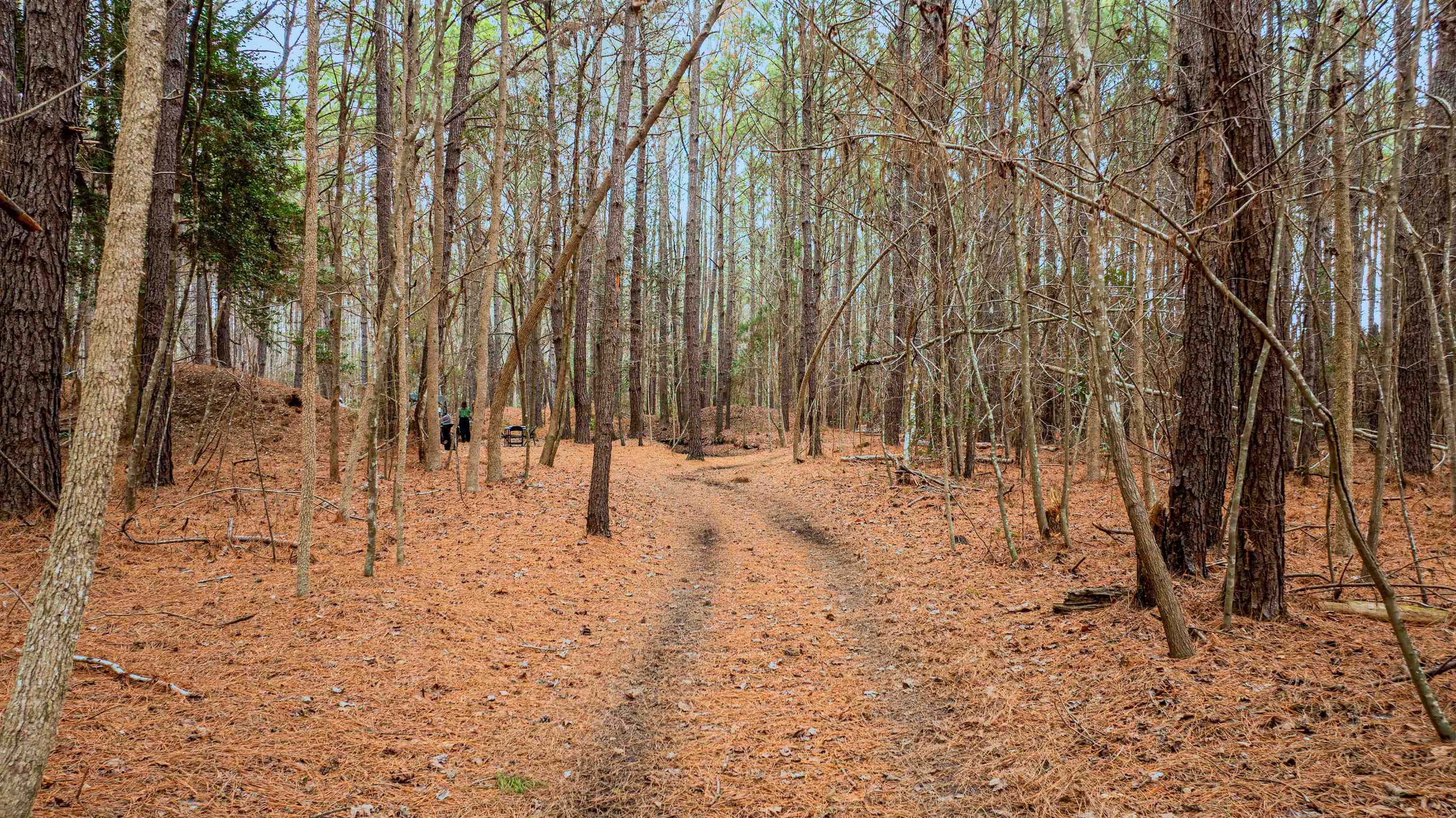 316 County Rd S-22-45 Hemingway, SC 29554 - Photo 32 of 39