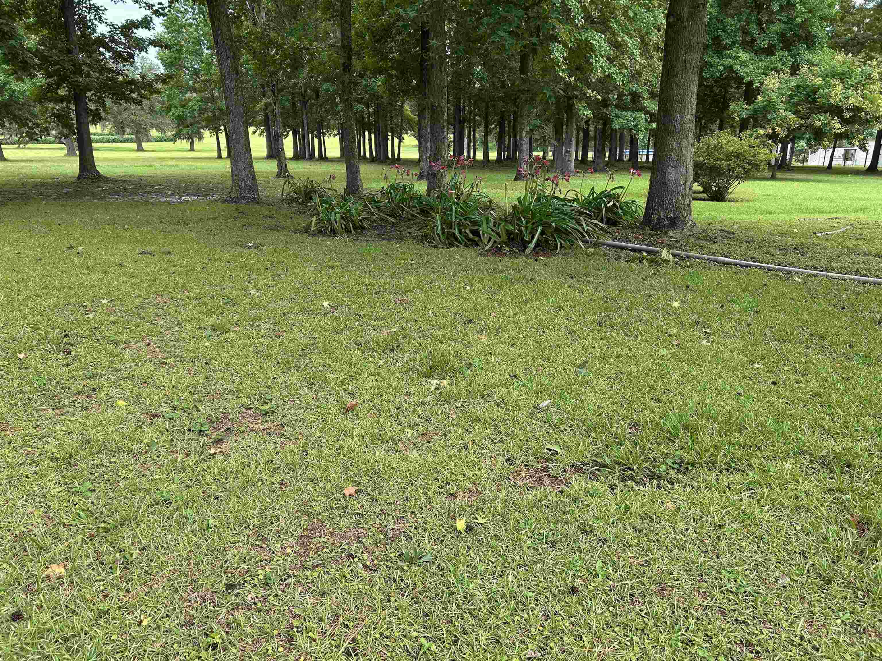 138 Bruce Road Havana, FL 32333 - Photo 11 of 17