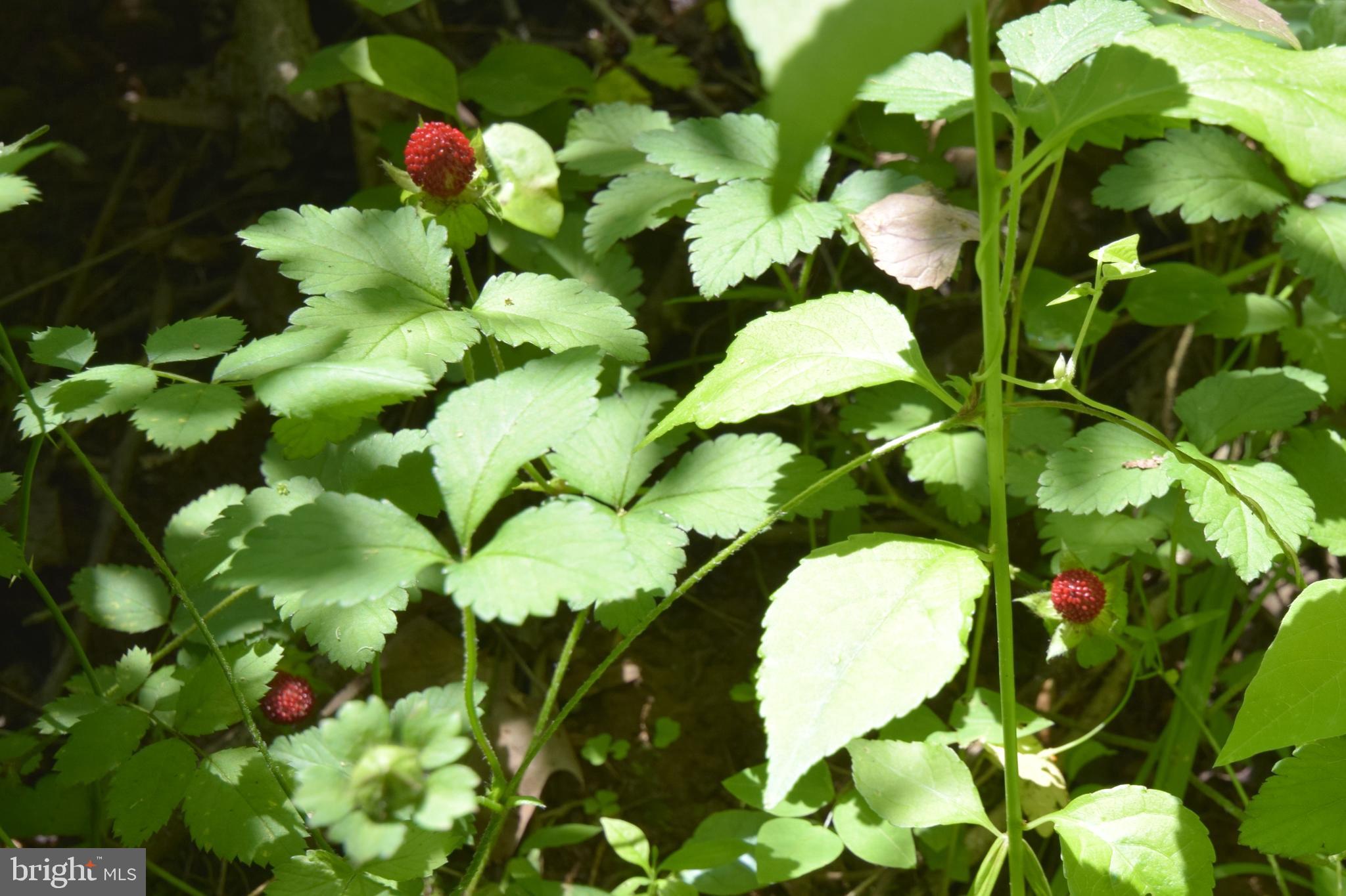 0 CCC Road Linden, VA 22642 - Photo 16 of 53