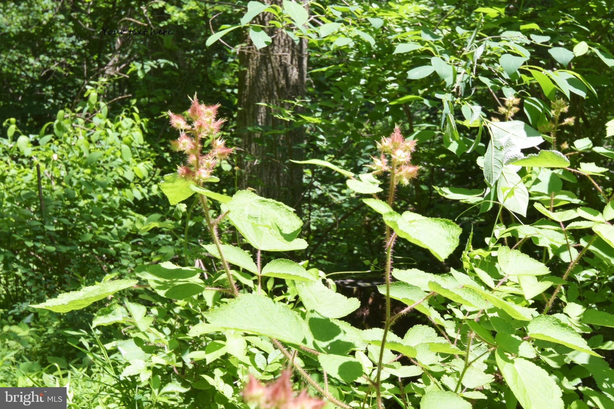 0 CCC Road Linden, VA 22642 - Photo 18 of 53