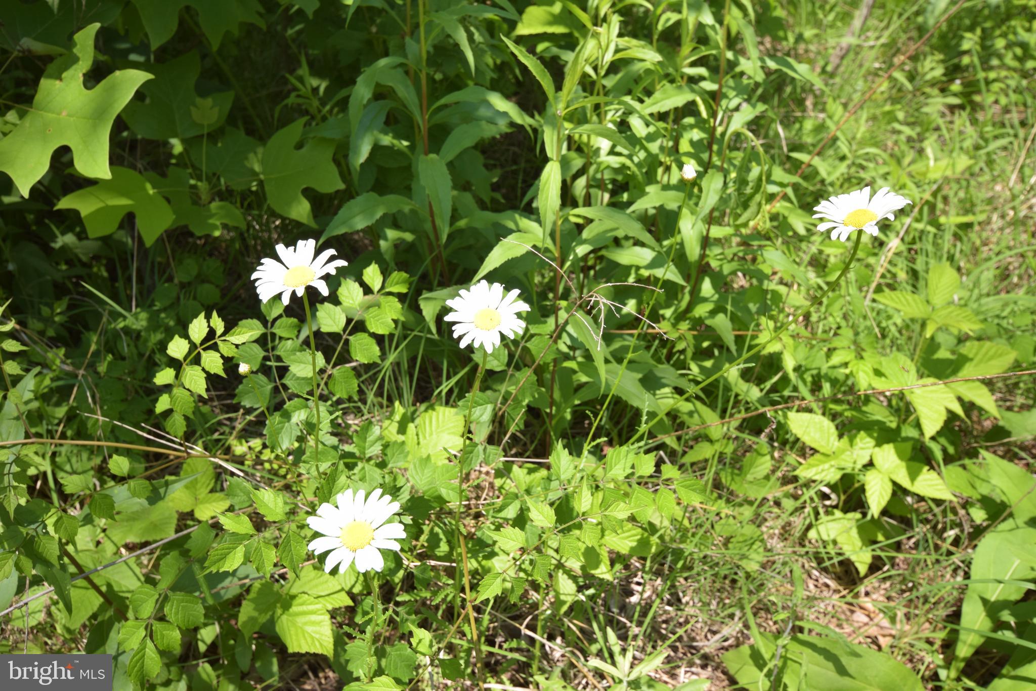 0 CCC Road Linden, VA 22642 - Photo 19 of 53