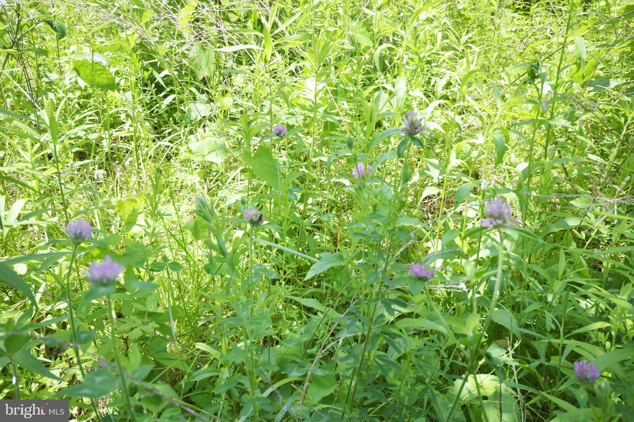 0 CCC Road Linden, VA 22642 - Photo 20 of 53