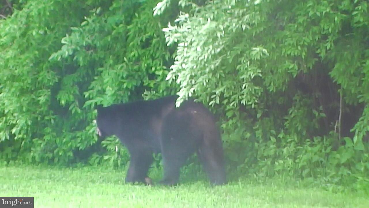 0 CCC Road Linden, VA 22642 - Photo 21 of 53