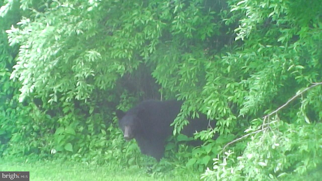 0 CCC Road Linden, VA 22642 - Photo 22 of 53