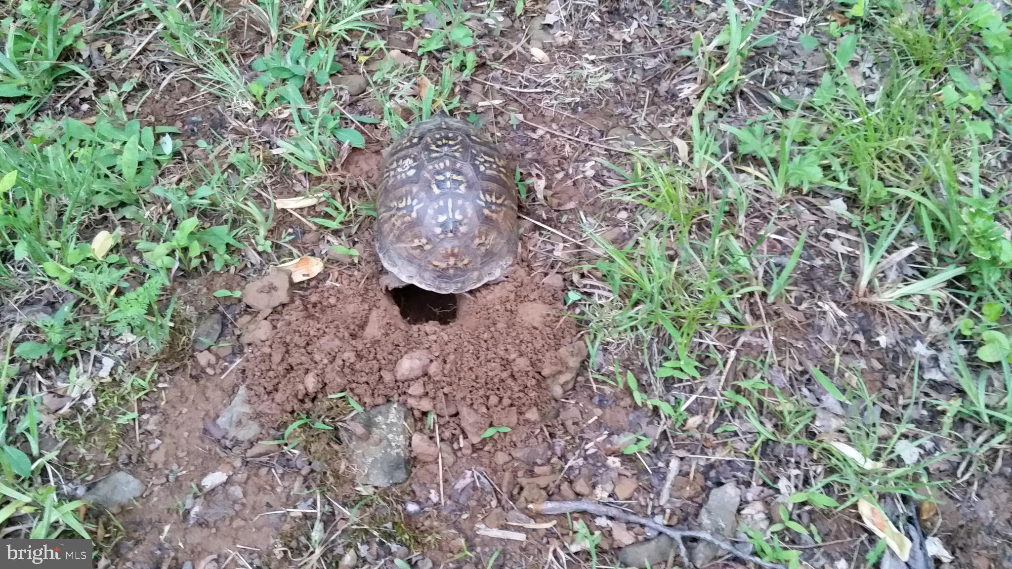 0 CCC Road Linden, VA 22642 - Photo 23 of 53