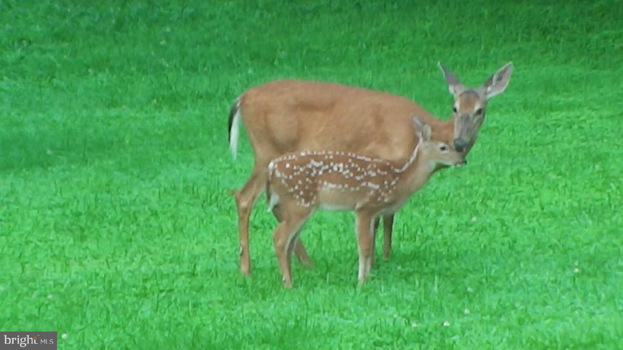 0 CCC Road Linden, VA 22642 - Photo 24 of 53