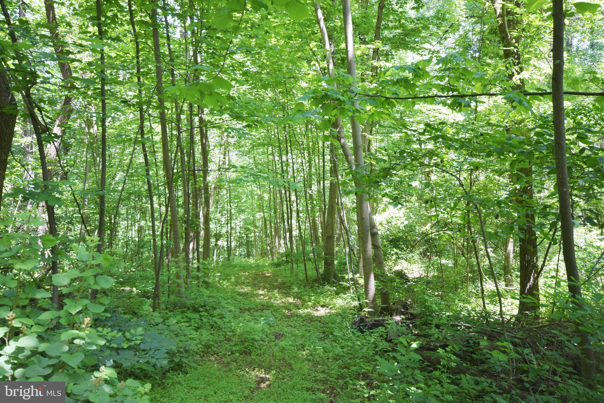 0 CCC Road Linden, VA 22642 - Photo 30 of 53