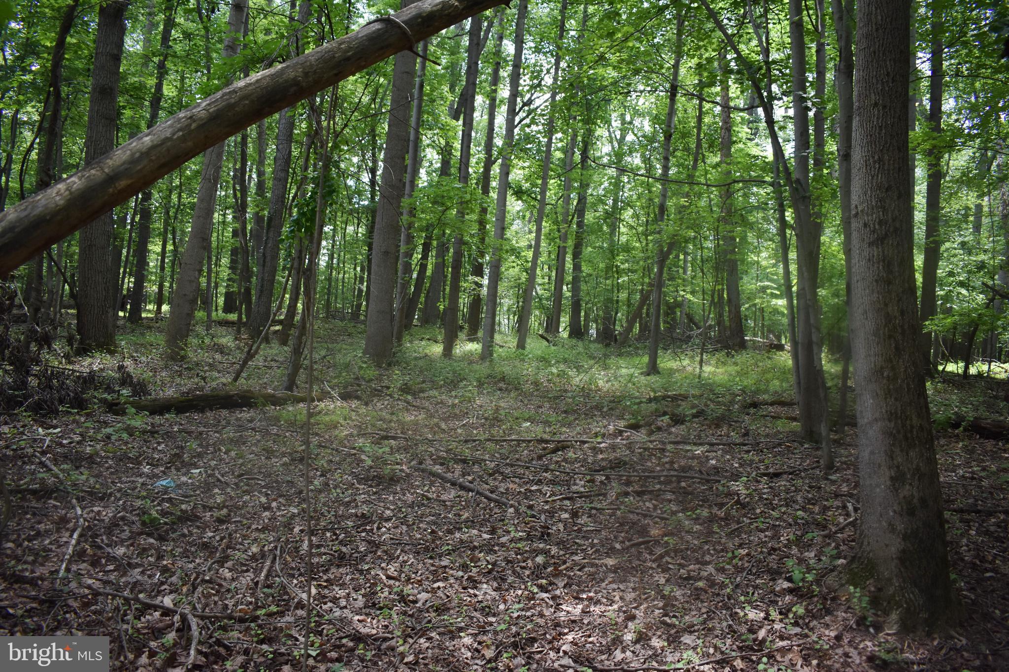 0 Cedar Grove Road Sparks Glencoe, MD 21152 - Photo 10 of 15 woods were logged 15 years ago