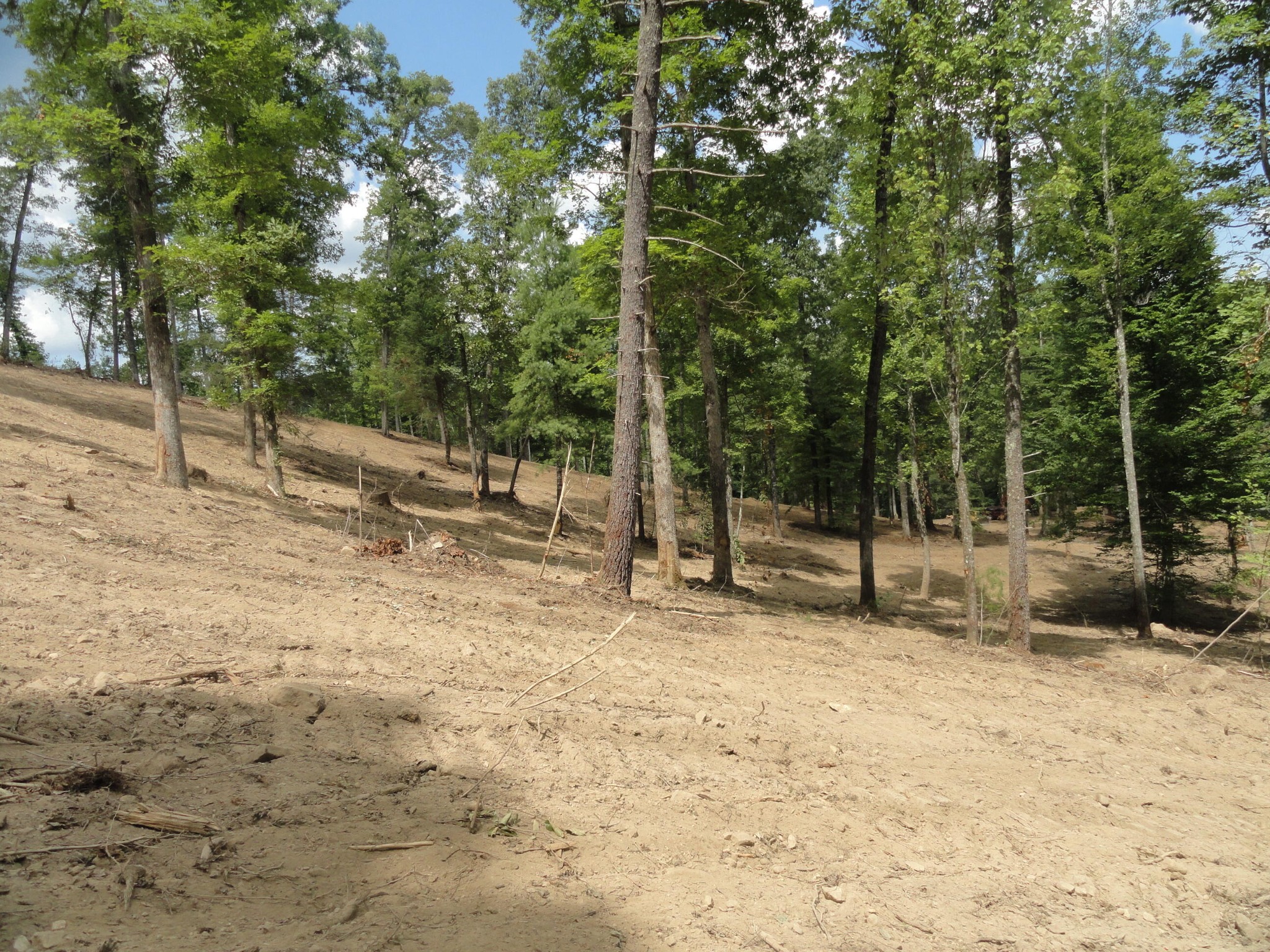 2277 Tellico Reliance Road Reliance, TN 37369 - Photo 30 of 34 a view of a tree in a yard