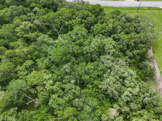 a view of a lush green forest